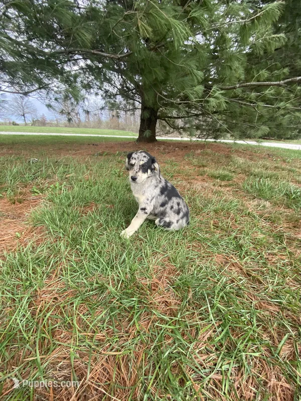 Max (or you name him) – Border Collie, Dachshund puppy for sale in Loogootee, IN