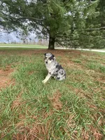 Max (or you name him), a male Border Collie and Dachshund for sale in Loogootee, IN – Photo 1 of 5
