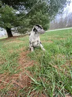 Lola (or you name her), a female Border Collie and Dachshund for sale in Loogootee, IN – Photo 3 of 4