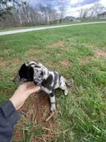 Lola (or you name her), a female Border Collie and Dachshund for sale in Loogootee, IN – Photo 2 of 4