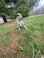 Lola (or you name her), a female Border Collie and Dachshund for sale in Loogootee, IN – Photo 4 of 4