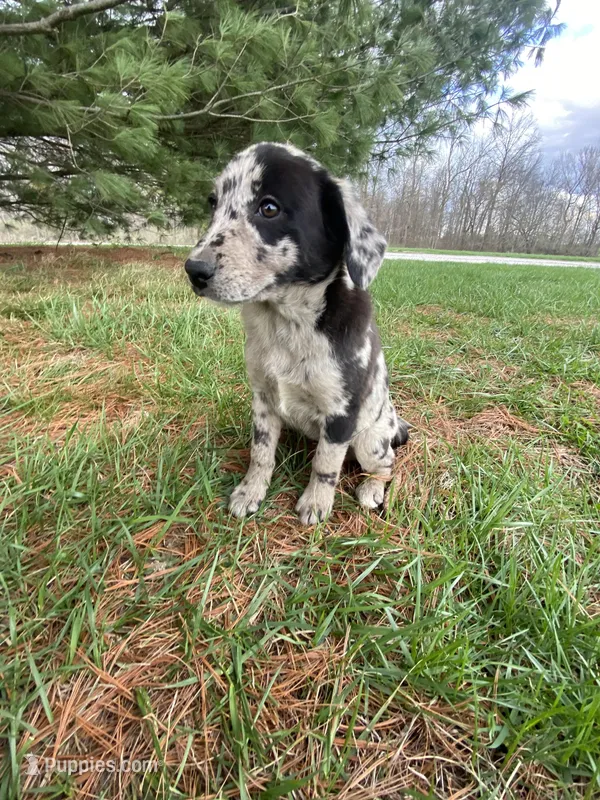 Lola (or you name her) – Border Collie, Dachshund puppy for sale in Loogootee, IN