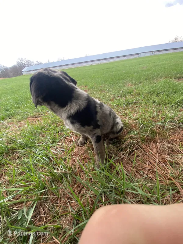 Tammy (or you name her) – Border Collie, Dachshund puppy for sale in Loogootee, IN