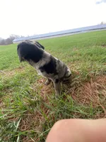 Tammy (or you name her), a male Border Collie and Dachshund for sale in Loogootee, IN – Photo 1 of 4