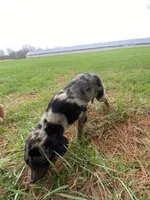 Tammy (or you name her), a male Border Collie and Dachshund for sale in Loogootee, IN – Photo 3 of 4