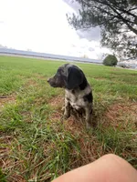 Tammy (or you name her), a male Border Collie and Dachshund for sale in Loogootee, IN – Photo 4 of 4