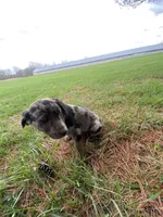 Tammy (or you name her), a male Border Collie and Dachshund for sale in Loogootee, IN – Photo 2 of 4