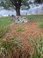 You name her, a female Border Collie and Dachshund for sale in Loogootee, IN – Photo 5 of 7