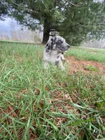 You name her, a female Border Collie and Dachshund for sale in Loogootee, IN – Photo 3 of 7