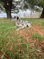 You name her, a female Border Collie and Dachshund for sale in Loogootee, IN – Photo 4 of 7