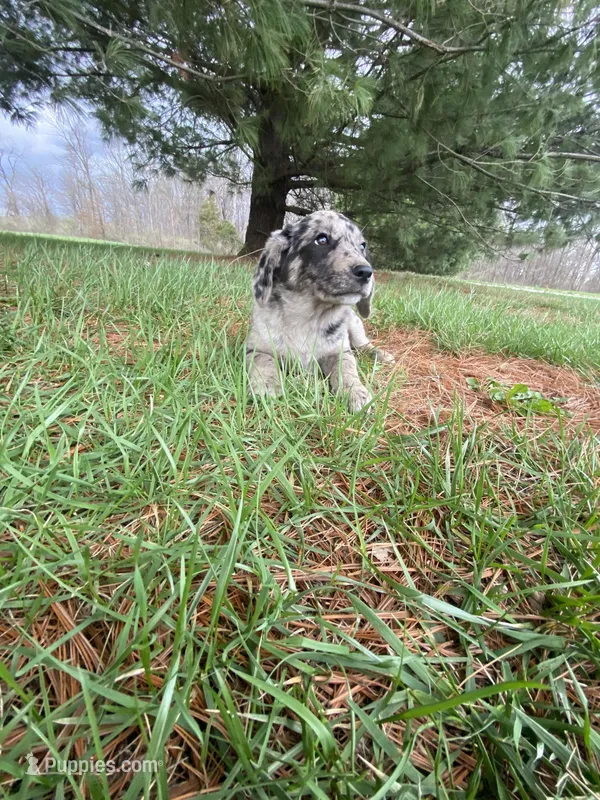 You name her – Border Collie, Dachshund puppy for sale in Loogootee, IN