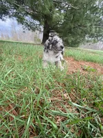 You name her, a female Border Collie and Dachshund for sale in Loogootee, IN – Photo 1 of 7
