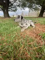 You name her, a female Border Collie and Dachshund for sale in Loogootee, IN – Photo 2 of 7