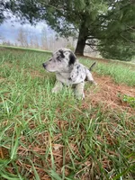 You name her, a female Border Collie and Dachshund for sale in Loogootee, IN – Photo 6 of 7
