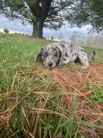 You name her, a female Border Collie and Dachshund for sale in Loogootee, IN – Photo 7 of 7