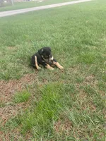 Dakota (or you name him), a male Border Collie and Dachshund for sale in Loogootee, IN – Photo 4 of 5
