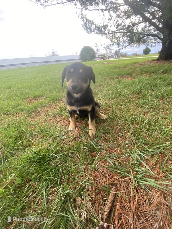 Dakota (or you name him) – Border Collie, Dachshund puppy for sale in Loogootee, IN