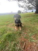 Dakota (or you name him), a male Border Collie and Dachshund for sale in Loogootee, IN – Photo 1 of 5