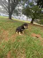 Dakota (or you name him), a male Border Collie and Dachshund for sale in Loogootee, IN – Photo 3 of 5