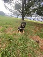 Dakota (or you name him), a male Border Collie and Dachshund for sale in Loogootee, IN – Photo 2 of 5