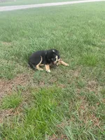 Dakota (or you name him), a male Border Collie and Dachshund for sale in Loogootee, IN – Photo 5 of 5