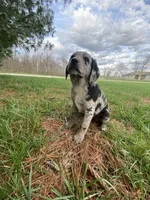 Cooper (or you name him), a male Border Collie and Dachshund for sale in Loogootee, IN – Photo 2 of 5