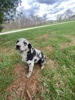Cooper (or you name him), a male Border Collie and Dachshund for sale in Loogootee, IN – Photo 3 of 5
