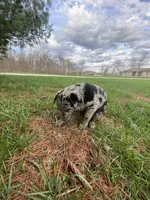 Cooper (or you name him), a male Border Collie and Dachshund for sale in Loogootee, IN – Photo 4 of 5