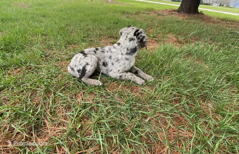 Cooper (or you name him) – Border Collie, Dachshund puppy for sale in Loogootee, IN