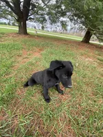 Rocky, a male Border Collie and Dachshund for sale in Loogootee, IN – Photo 3 of 3