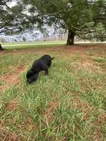 Rocky, a male Border Collie and Dachshund for sale in Loogootee, IN – Photo 2 of 3