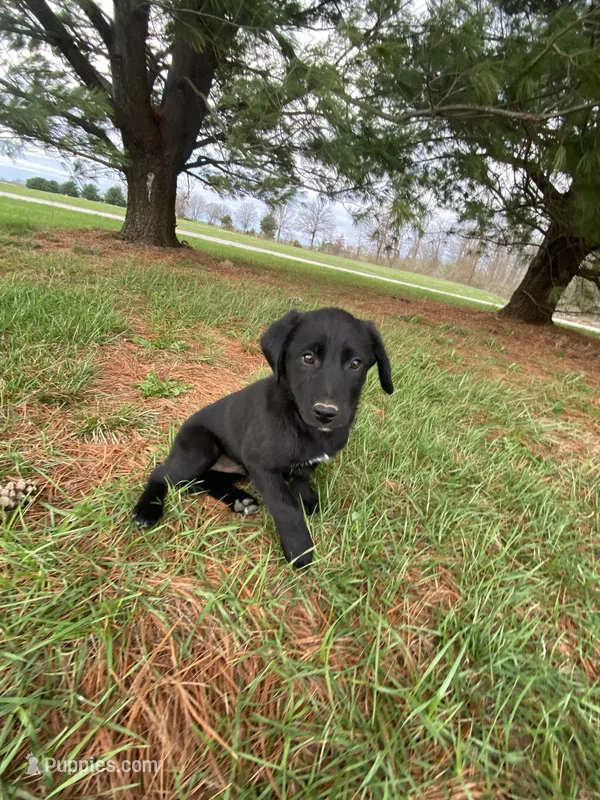 Rocky – Border Collie, Dachshund puppy for sale in Loogootee, IN