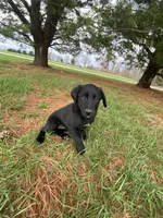 Rocky, a male Border Collie and Dachshund for sale in Loogootee, IN – Photo 1 of 3