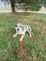 Tara (or you name her), a male Border Collie and Dachshund for sale in Loogootee, IN – Photo 3 of 3