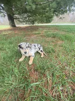 Tara (or you name her), a male Border Collie and Dachshund for sale in Loogootee, IN – Photo 2 of 3