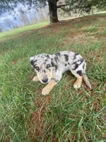 Tara (or you name her), a male Border Collie and Dachshund for sale in Loogootee, IN – Photo 1 of 3