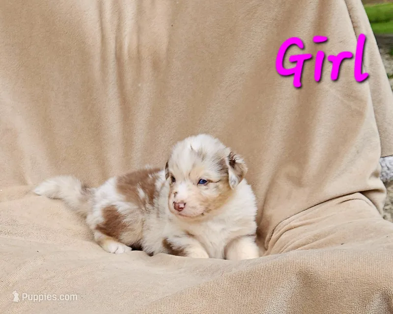 Pink – Aussiedoodle puppy for sale in Gainesville, GA