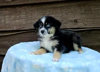 Orange , a female Australian Shepherd for sale in Gainesville, GA – 2 of 3