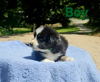 Green, a male Australian Shepherd for sale in Gainesville, GA – 3 of 3