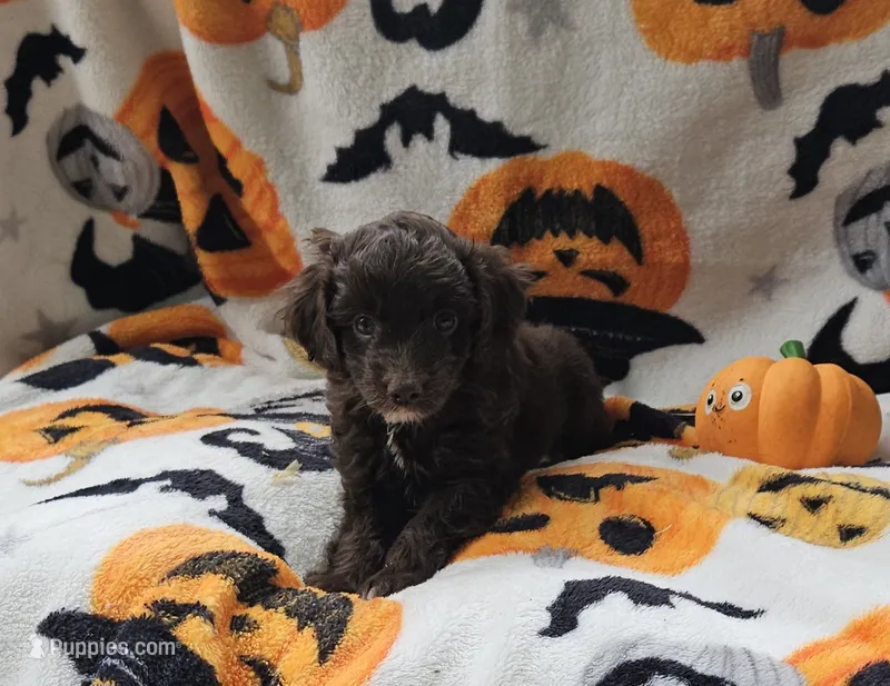 Blue – Miniature Aussiedoodle puppy for sale in Gainesville, GA