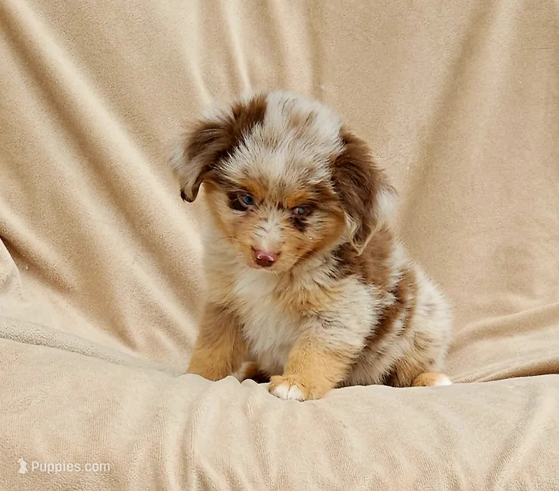 YELLOW – Toy Australian Shepherd puppy for sale in Gainesville, GA
