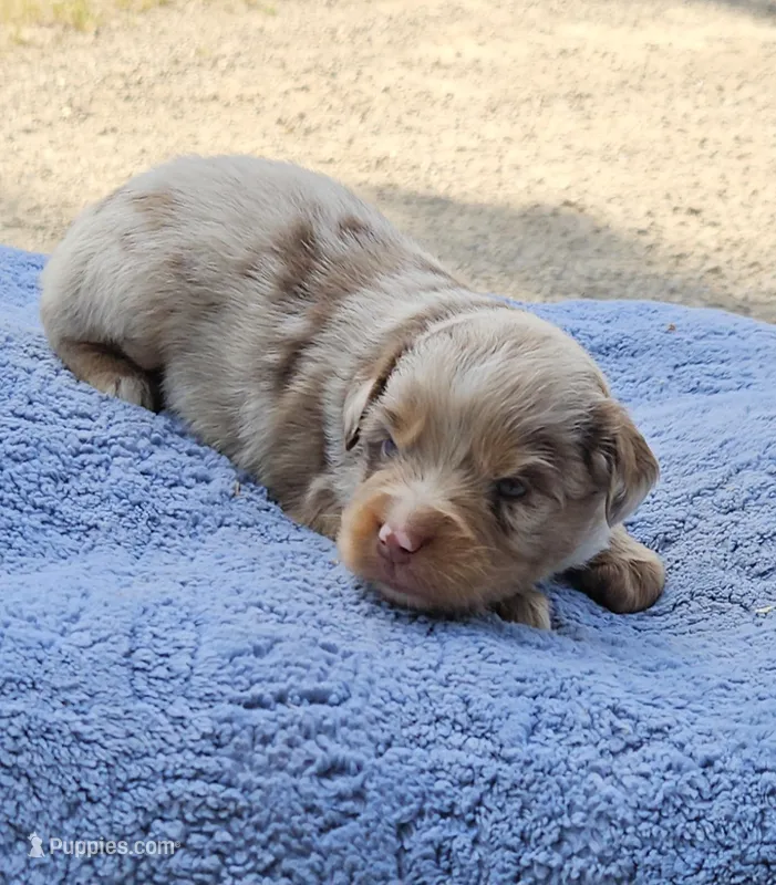 YELLOW – Toy Australian Shepherd puppy for sale in Gainesville, GA