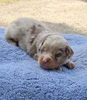 YELLOW, a male Toy Australian Shepherd for sale in Gainesville, GA – 1 of 4