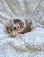 Yellow, a male Miniature Australian Shepherd for sale in Gainesville, GA – 3 of 3