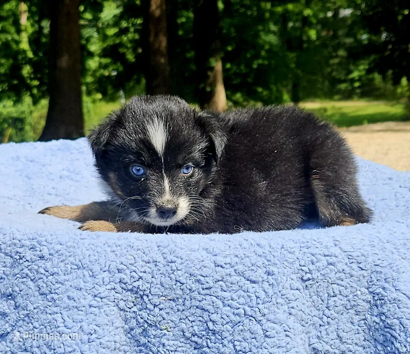 Purple – Australian Shepherd puppy for sale in Gainesville, GA