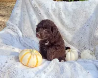 Blue Sale, a male Miniature Aussiedoodle for sale in Gainesville, GA – 2 of 3