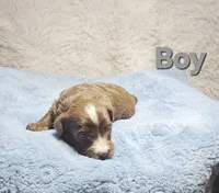 Grey, a male Miniature Aussiedoodle for sale in Gainesville, GA – Photo 2 of 2