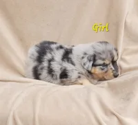 Yellow, a female Aussiedoodle for sale in Gainesville, GA – 2 of 3