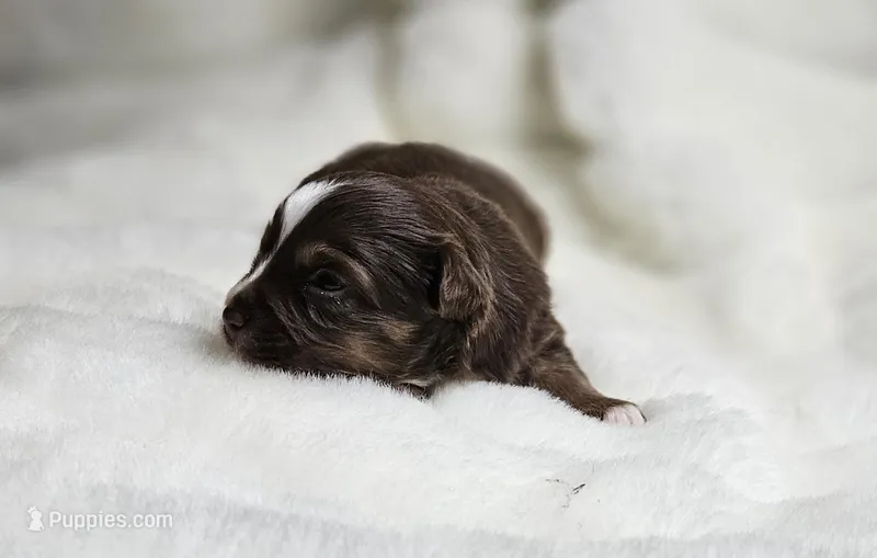 Red – Toy Australian Shepherd puppy for sale in Gainesville, GA