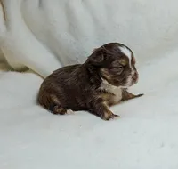 Red, a female Toy Australian Shepherd for sale in Gainesville, GA – Photo 3 of 3